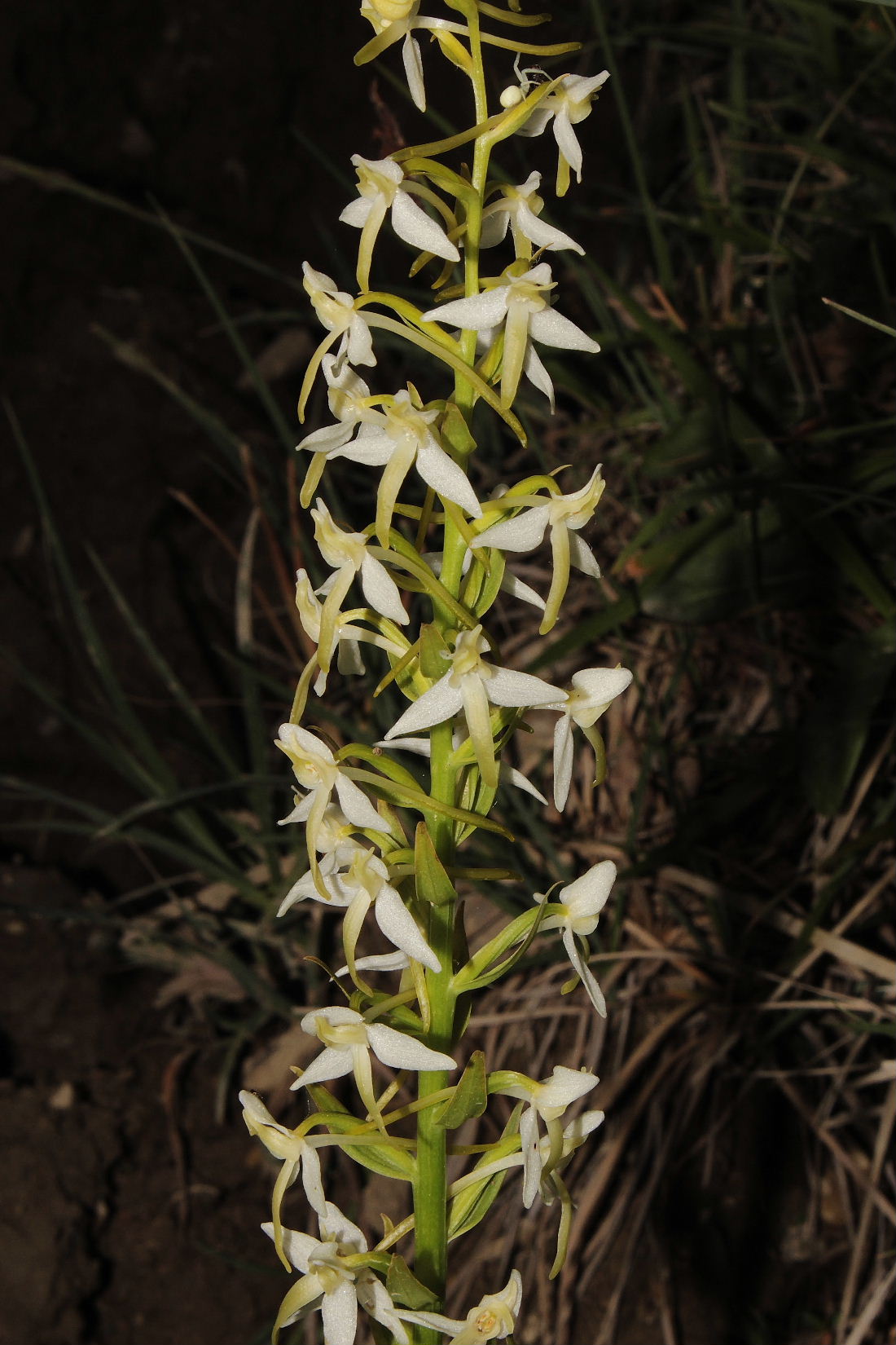 Orchidee Basso PiemonteEntroterra Liguria